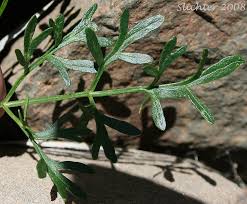 Attēlu rezultāti vaicājumam “Diderma rufostriatum”