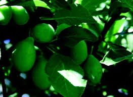 Attēlu rezultāti vaicājumam “Prunus domestica subsp. insitita fruit”