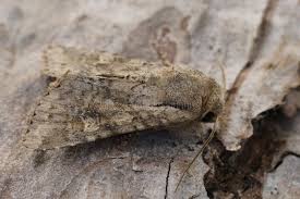 Attēlu rezultāti vaicājumam “Apamea sordens”