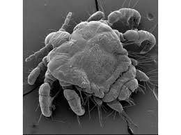 Attēlu rezultāti vaicājumam “Phthiraptera”