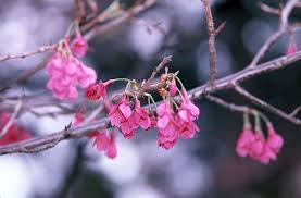 Image result for 緋寒桜