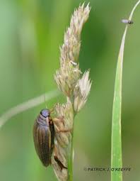 Attēlu rezultāti vaicājumam “Acilius sulcatus female”