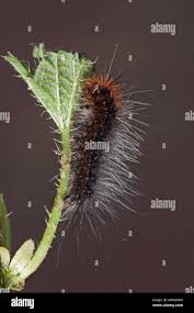 Attēlu rezultāti vaicājumam “Arctia caja larva”