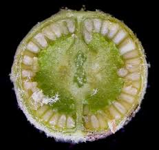 Attēlu rezultāti vaicājumam “Verbascum thapsus fruit”