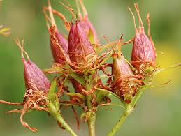 Attēlu rezultāti vaicājumam “Hypericum perforatum bud”