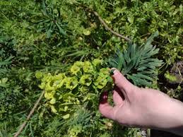 Attēlu rezultāti vaicājumam “Euphorbia virgata flower”