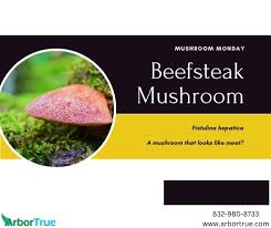 Attēlu rezultāti vaicājumam “Fistulina hepatica”