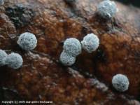 Attēlu rezultāti vaicājumam “Didymium tussilaginis spores”