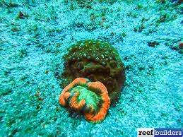 Attēlu rezultāti vaicājumam “Trichia alpina macro”