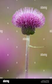 Attēlu rezultāti vaicājumam “Cirsium heterophyllum flower”