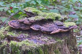 Attēlu rezultāti vaicājumam “Gloeophyllum odoratum”