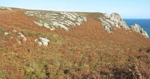 Attēlu rezultāti vaicājumam “Tortula lingulata”
