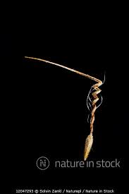 Attēlu rezultāti vaicājumam “Erodium cicutarium fruit”