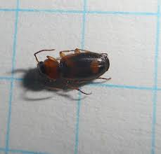 Attēlu rezultāti vaicājumam “Badister bullatus”