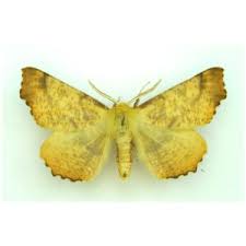 Attēlu rezultāti vaicājumam “Ennomos autumnaria male”