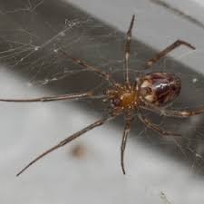 Attēlu rezultāti vaicājumam “Steatoda grossa”