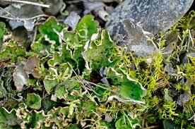 Attēlu rezultāti vaicājumam “Peltigera aphthosa”