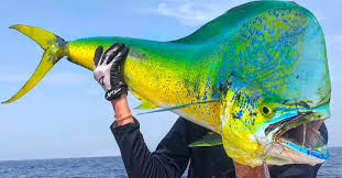 Image result for Hyporthodus quernus