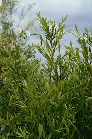 Attēlu rezultāti vaicājumam “Salix purpurea”