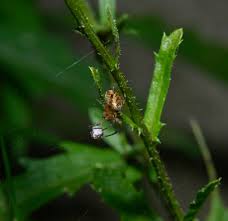Attēlu rezultāti vaicājumam “Araneus diadematus eggs”