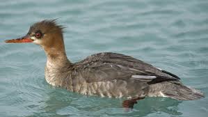 Attēlu rezultāti vaicājumam “Mergus serrator female”