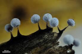 Attēlu rezultāti vaicājumam “Didymium serpula spores”