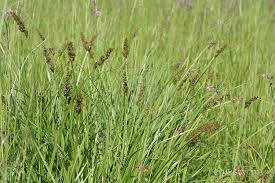 Attēlu rezultāti vaicājumam “Carex vulpina”