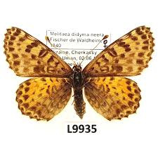 Attēlu rezultāti vaicājumam “Melitaea didyma male”