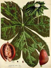 Attēlu rezultāti vaicājumam “Podophyllum hexandrum fruit”