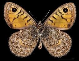 Attēlu rezultāti vaicājumam “Lasiommata megera male”