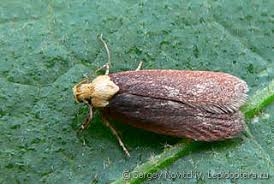 Attēlu rezultāti vaicājumam “Depressaria olerella”