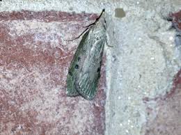 Attēlu rezultāti vaicājumam “Aphomia sociella female”