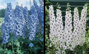 Attēlu rezultāti vaicājumam “Delphinium elatum  bud”