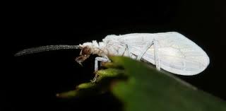 Attēlu rezultāti vaicājumam “Coniopterygidae”