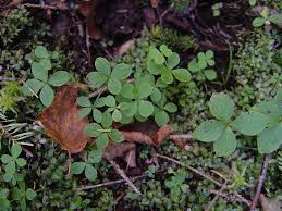 Attēlu rezultāti vaicājumam “Galium boreale leaf”