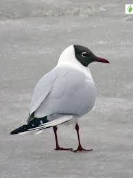 Image result for Chroicocephalus ridibundus