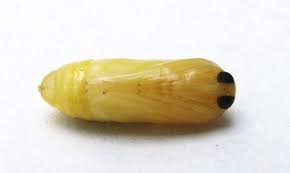 Attēlu rezultāti vaicājumam “Scardia boletella pupa”