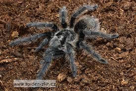 Znalezione obrazy dla zapytania Grammostola grossa