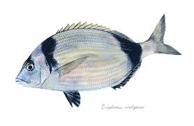 Image result for Diplodus vulgaris