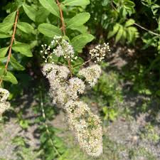 Attēlu rezultāti vaicājumam “Filipendula ulmaria  leaf”