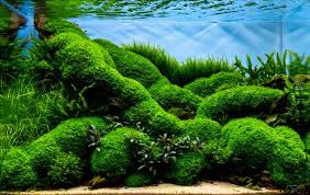 Attēlu rezultāti vaicājumam “Plagiomnium affine”