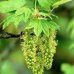 Attēlu rezultāti vaicājumam “Acer pseudoplatanus flower”