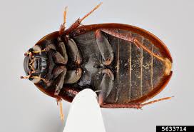 Attēlu rezultāti vaicājumam “Hydrophilidae”