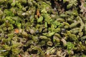 Attēlu rezultāti vaicājumam “Ptilidium pulcherrimum”