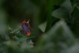 Attēlu rezultāti vaicājumam “Cantharis rustica imago”