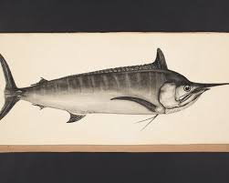 Image result for Makaira mazara