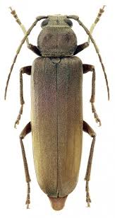 Attēlu rezultāti vaicājumam “Criocephalus rusticus”