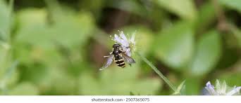 Attēlu rezultāti vaicājumam “Sericomyia silentis”