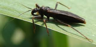 Attēlu rezultāti vaicājumam “Reduvius personatus”