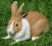 dutch_rabbits_6.jpg
